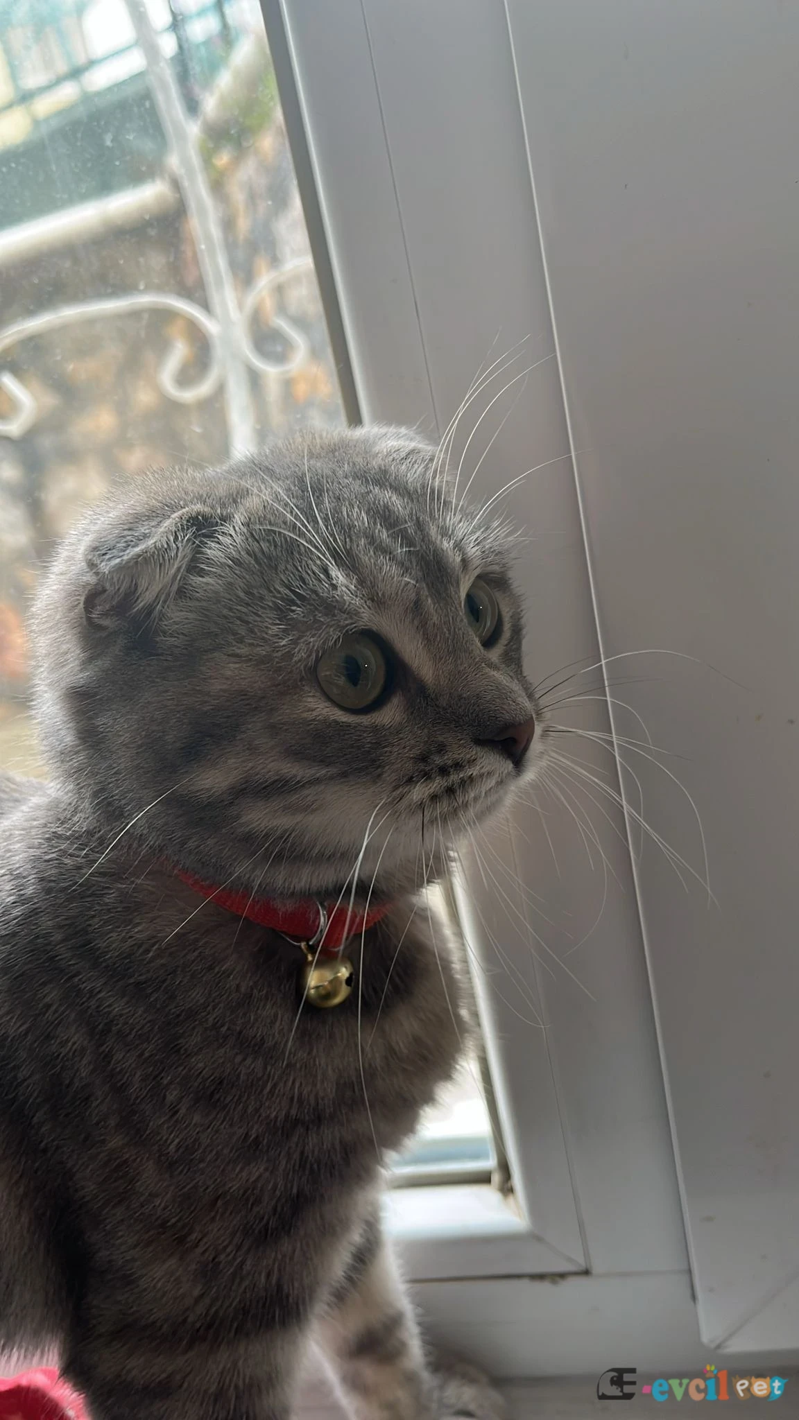 5Aylık Scottish Fold - MERKEZ / ÇORUM