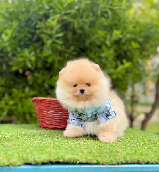 Safkan pomeranian boo yavrularımız