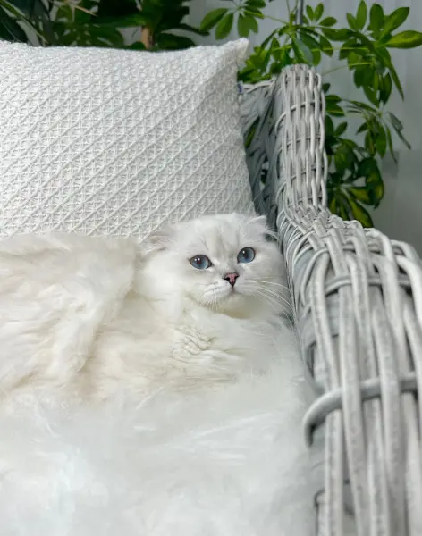 Özel Scottish Fold Longhair Erkek - TEPEBAŞI / ESKİŞEHİR