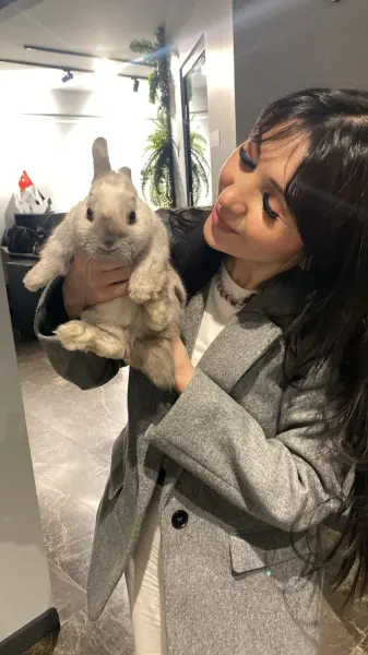 Mini Lop/Cüce Tavşan Yavrusu Sahiplendirilecek - ATAŞEHİR / İSTANBUL