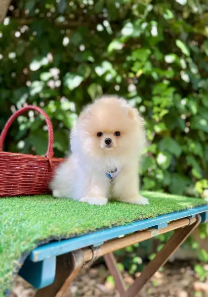 Safkan pomeranian boo yavrularımız - ATAŞEHİR / İSTANBUL