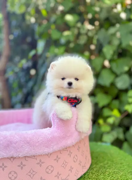 Safkan pomeranian boo yavrularımız - ATAŞEHİR / İSTANBUL