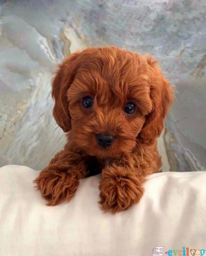 Tooy poodle cinsi yavrular DİŞİ erkek mevcuttur