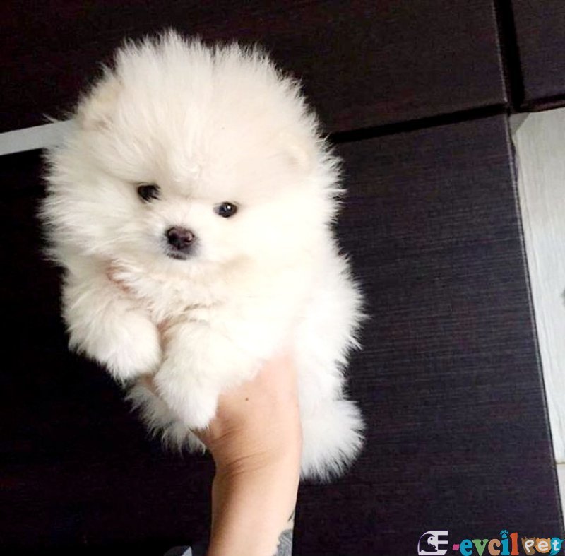 POMERRİAN BOO AYI SURATLI