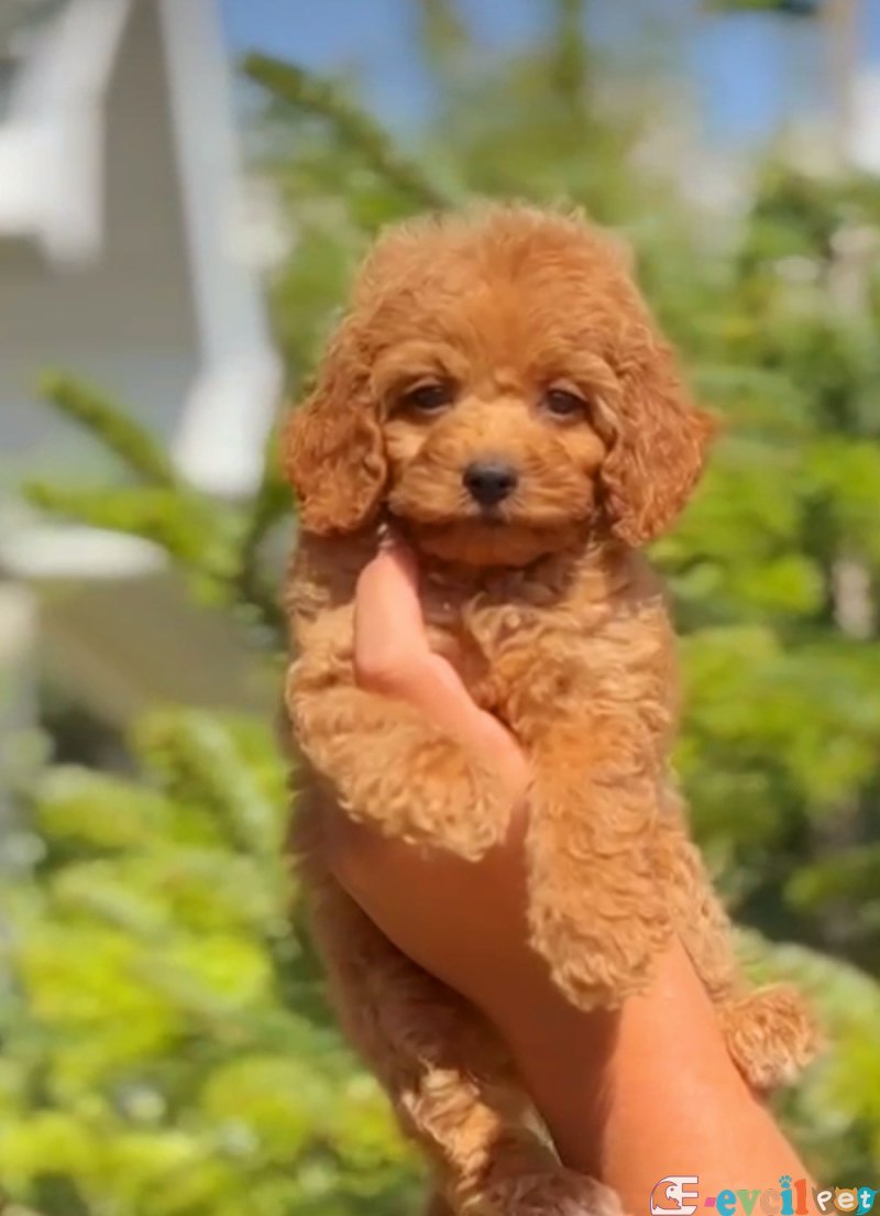 Mini boy puppy kıpkırmızı ev üretimi  TOOY POODLE