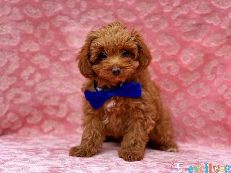 Tooy poodle cinsi yavrular DİŞİ erkek mevcuttur