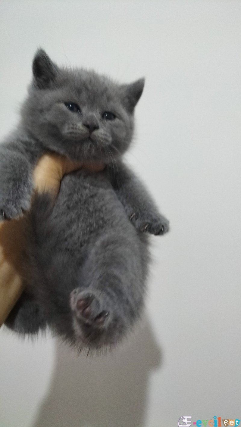 British shorthair