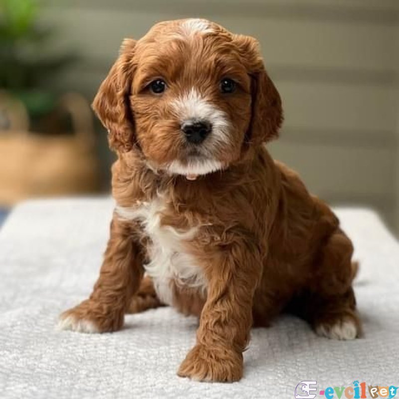 Mini boy puppy kahve tonlu MALTİPO CİNSİ