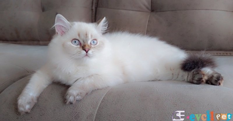 British longhair Full secereli babanın yavruları