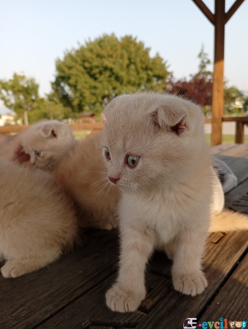 Kedi Sahiplendirme