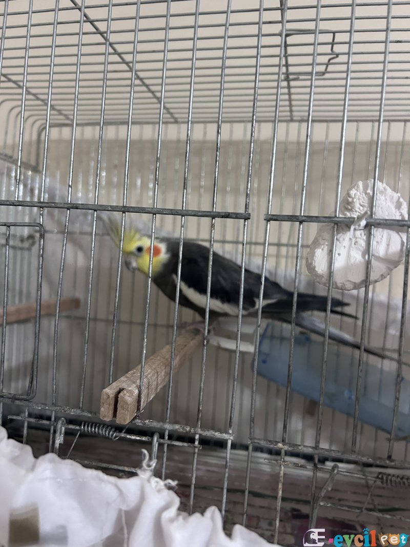 Çok güzel takım