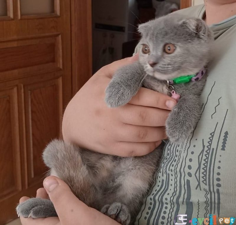 3 aylık dişi scottish fold