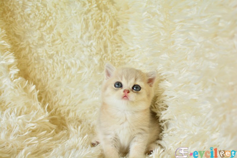 Bal köpüğü blue golden british shorthair