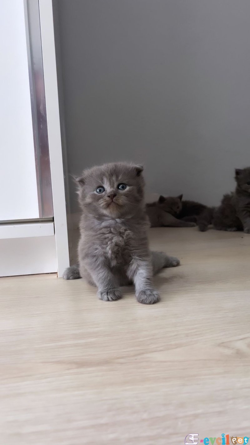 British longhair british shorthair ve scottish fold yavrular