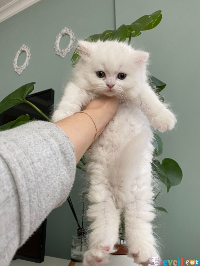 Safkan British Longhair & Scottish Fold Longhair Yavrularımız