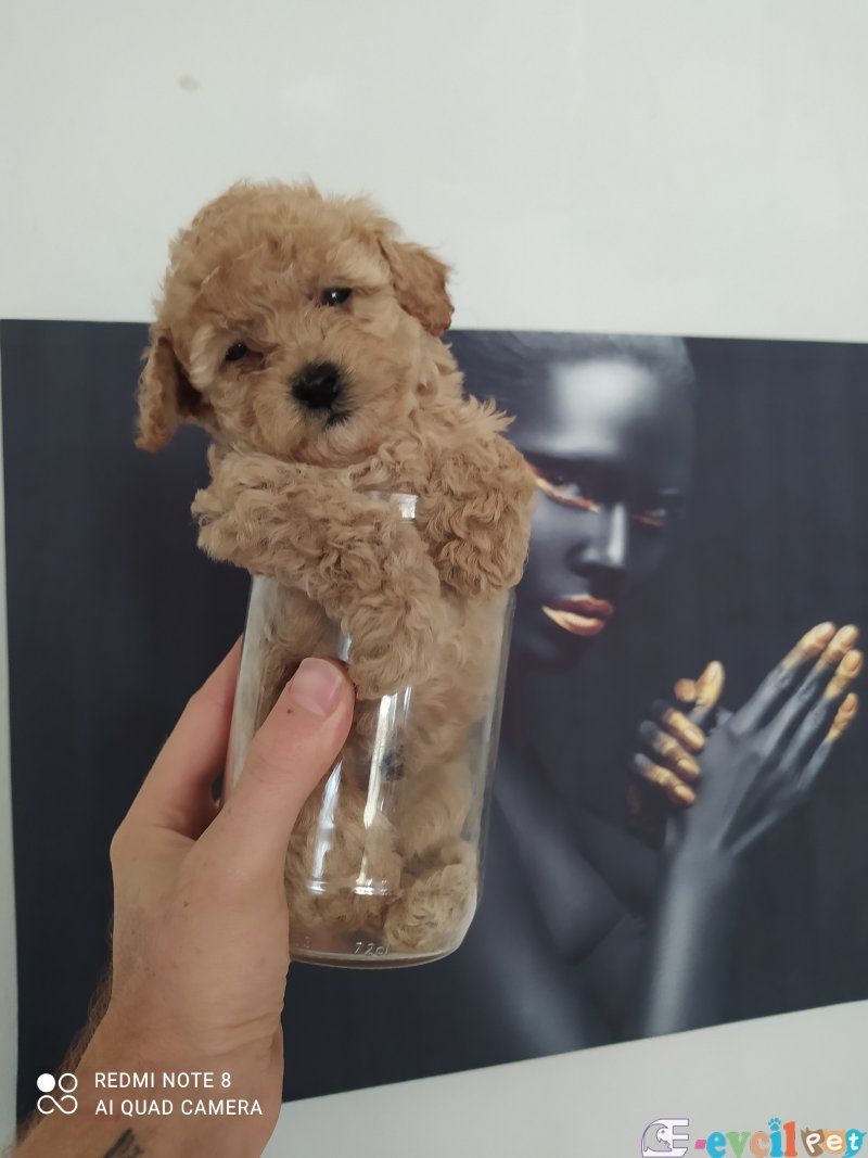 4 tane rengarenk toy poodle
