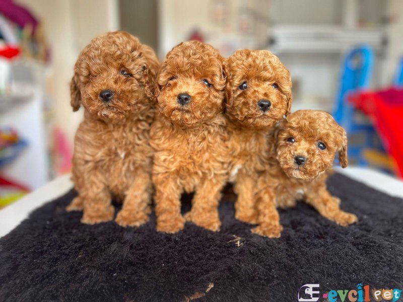 TOOY POODLE YAVRUMUZ 0 TEACUP