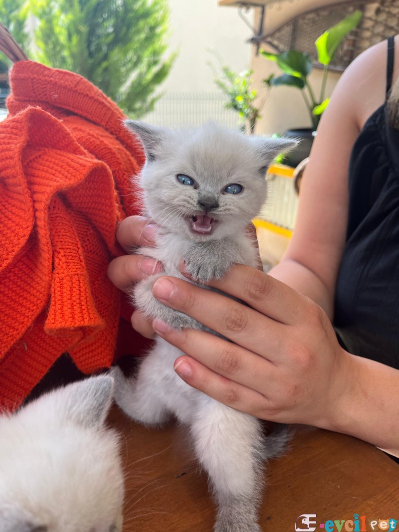 kendi kedimin yavrularını sahiplendiriyorum