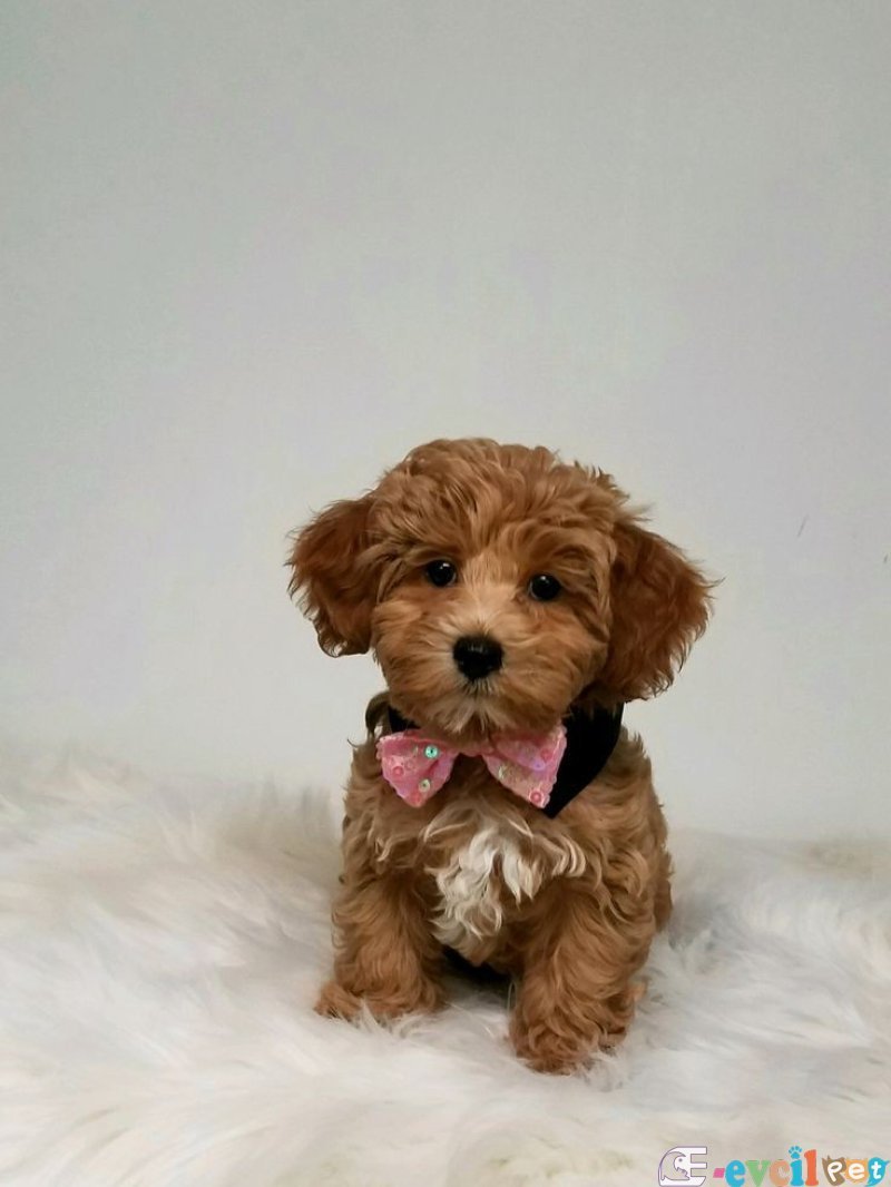 TOOY POODLE YAVRUMUZ 0 TEACUP