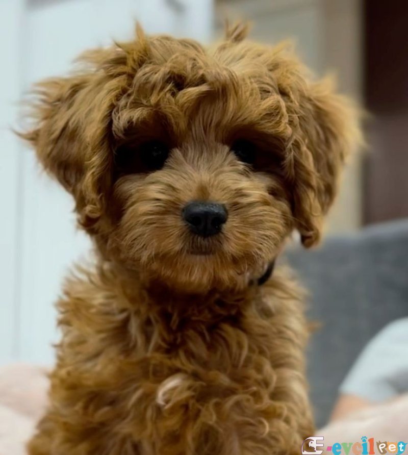 Mini boy puppy kıpkırmızı ev üretimi  TOOY POODLE