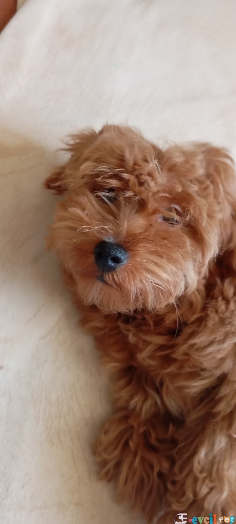 Toy Poodle