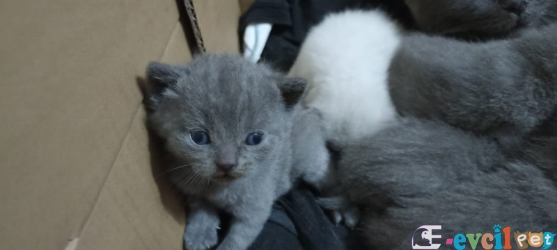 Dişi Scottish Fold Yavru