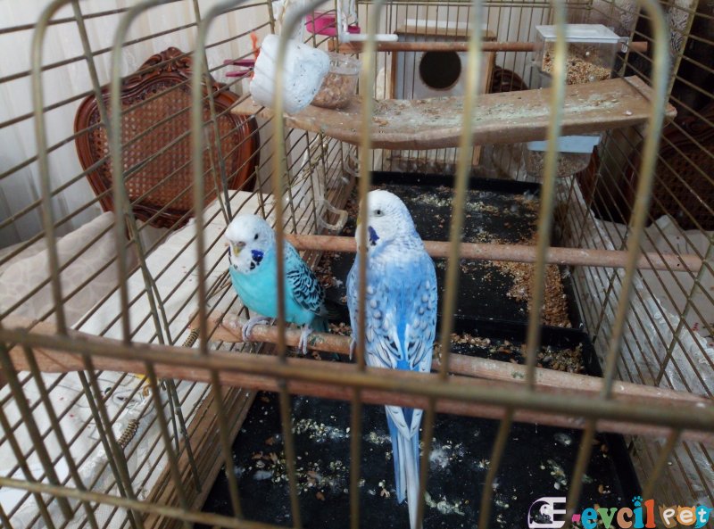 Muhabbet kuşu 1 erkek 1 dişi 2-3 yaşındalar