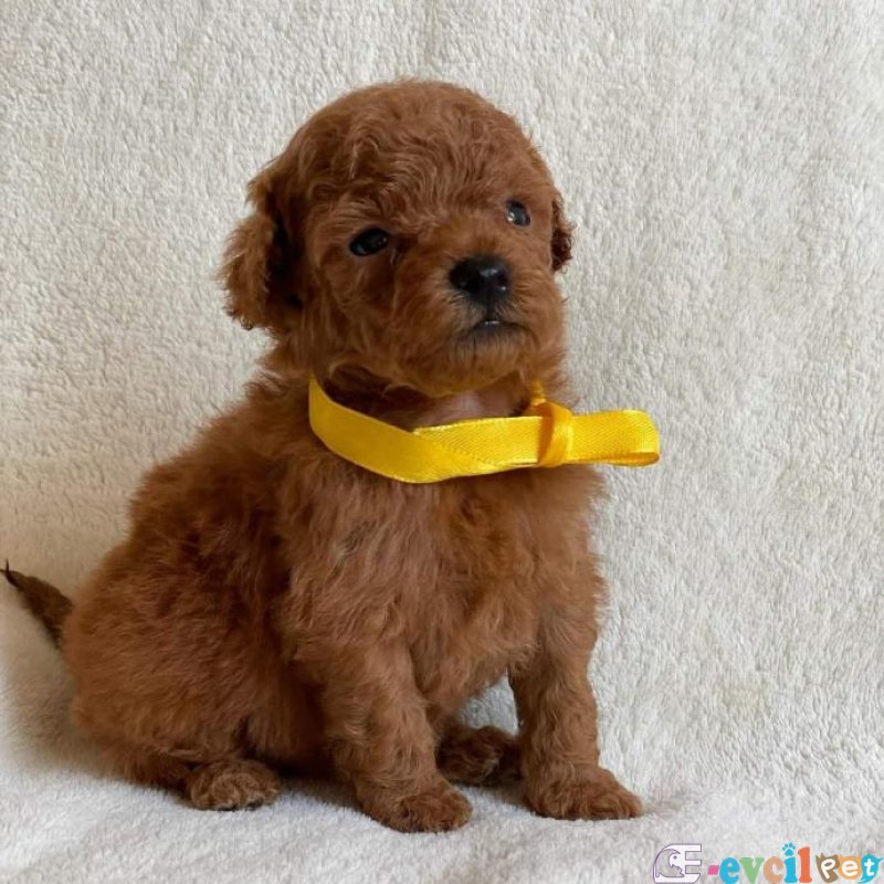 BEBEK YÜZLÜ SEVİMLİ POODLE BEBEKLER