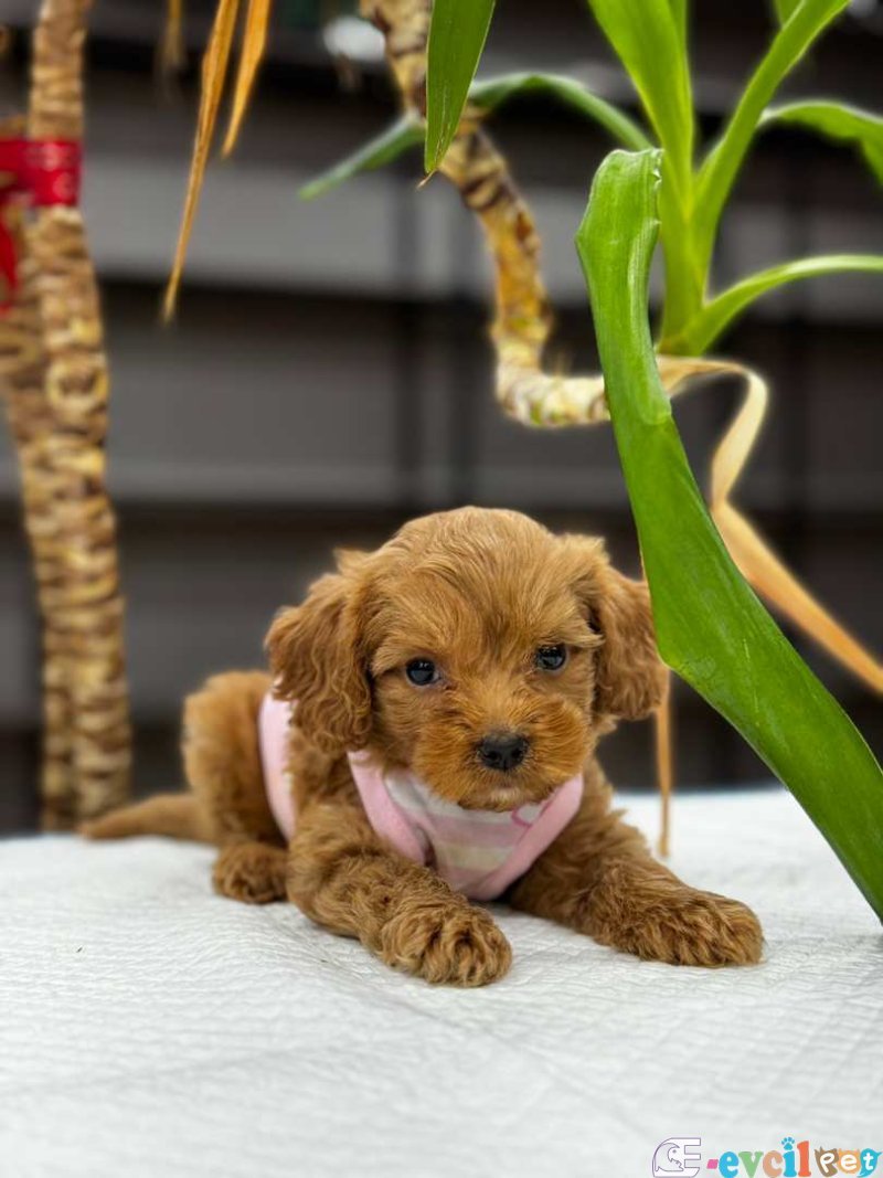 Mini boy puppy kıpkırmızı ev üretimi  TOOY POODLE
