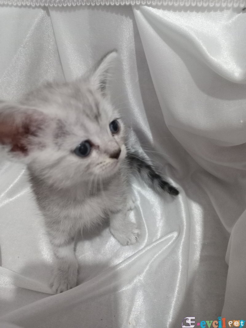 Özel safkan
