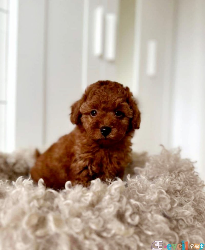 TOOY POODLE YAVRUMUZ 0 TEACUP