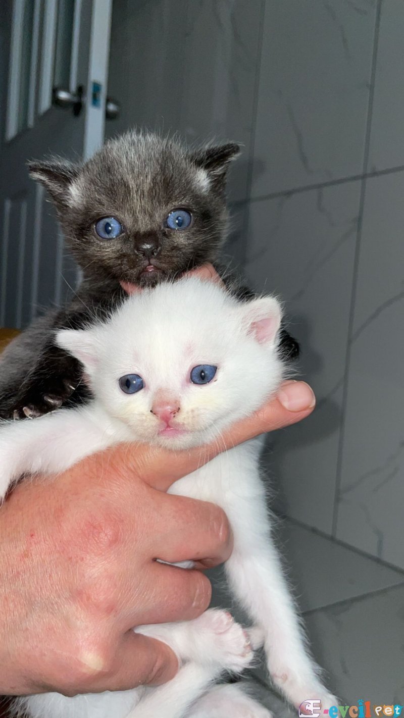 Yavru kedi