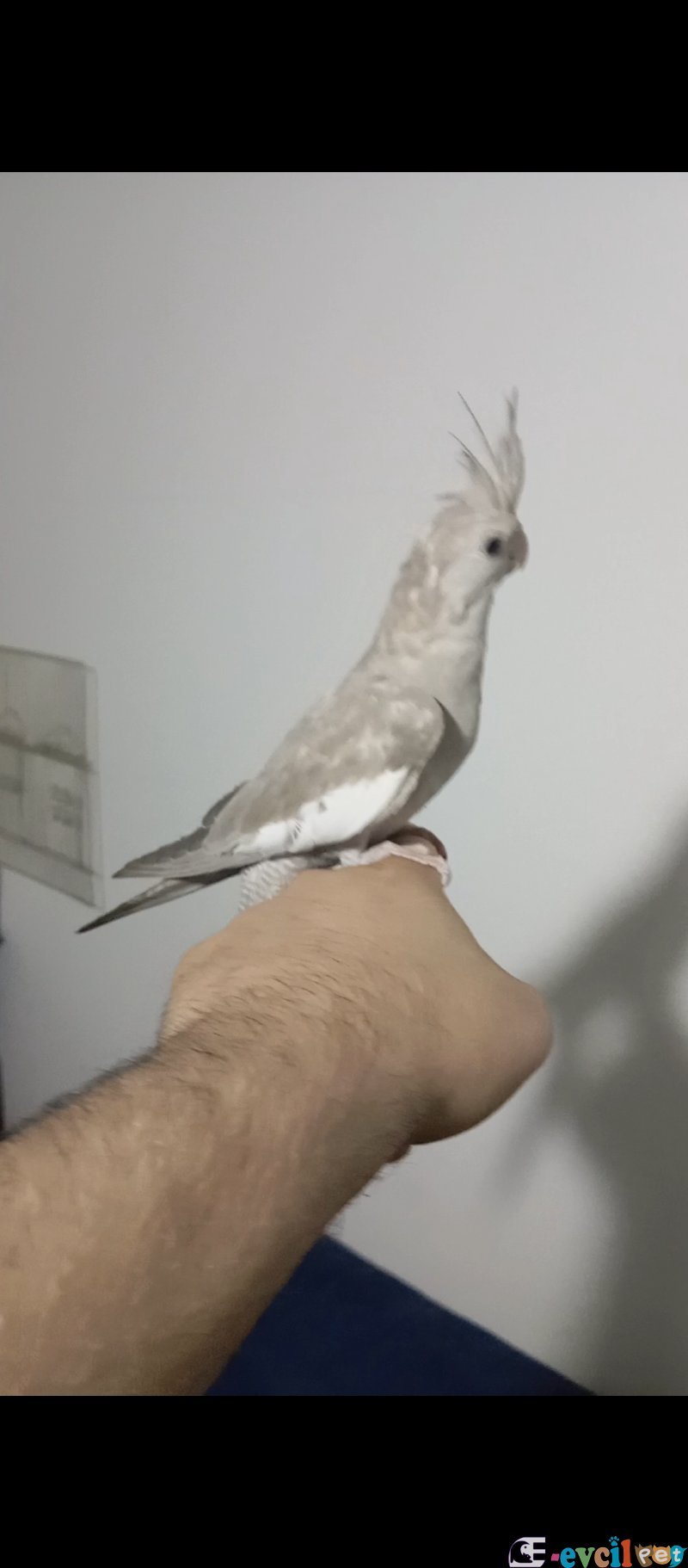 Yavru ve takım kuşlar sultan papağanı