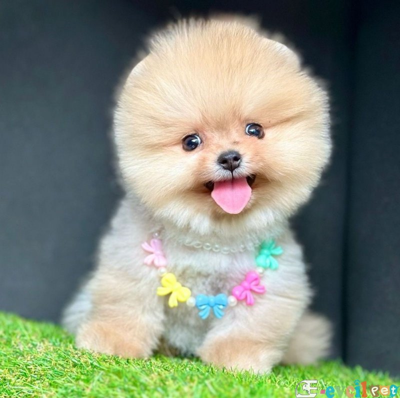 Safkan Pomeranian Boo Yavrularımız