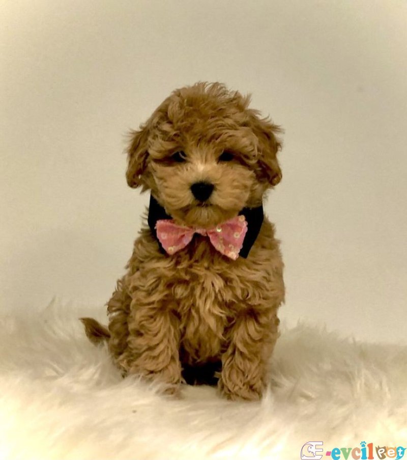 TOOY POODLE YAVRUMUZ 0 TEACUP