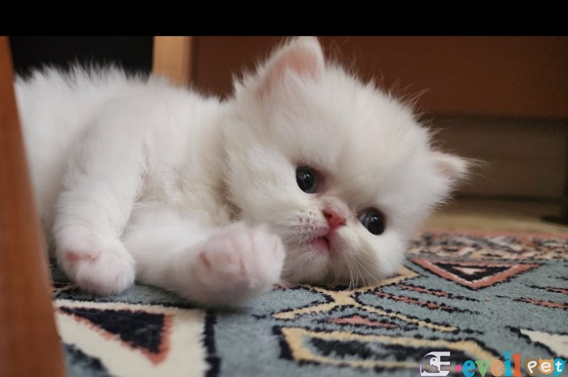 bir dişi bir erkek baba iran anne cinchilla yer eskişehir