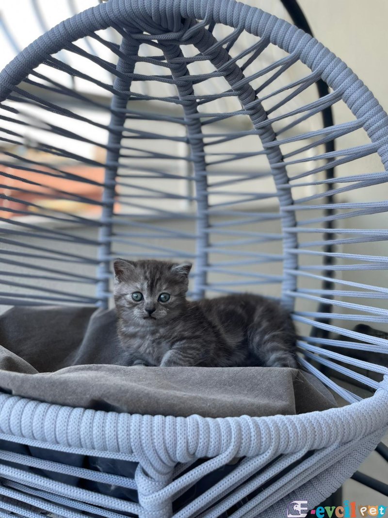 Orjınal brıtısh silver yavru