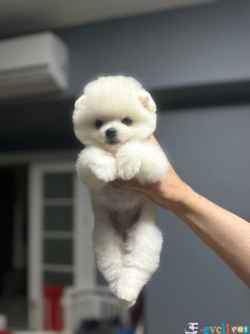 POMERRİAN BOO AYI SURATLI