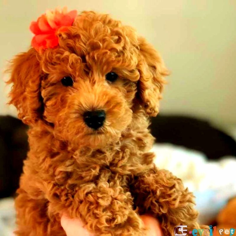 KIPKIRMIZI SAF KAN EVCİLBEBEKLER EV ÜRETİMİ TOOY POODLE YAVRULAR