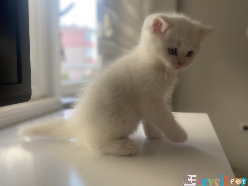 Safkan british shorthair