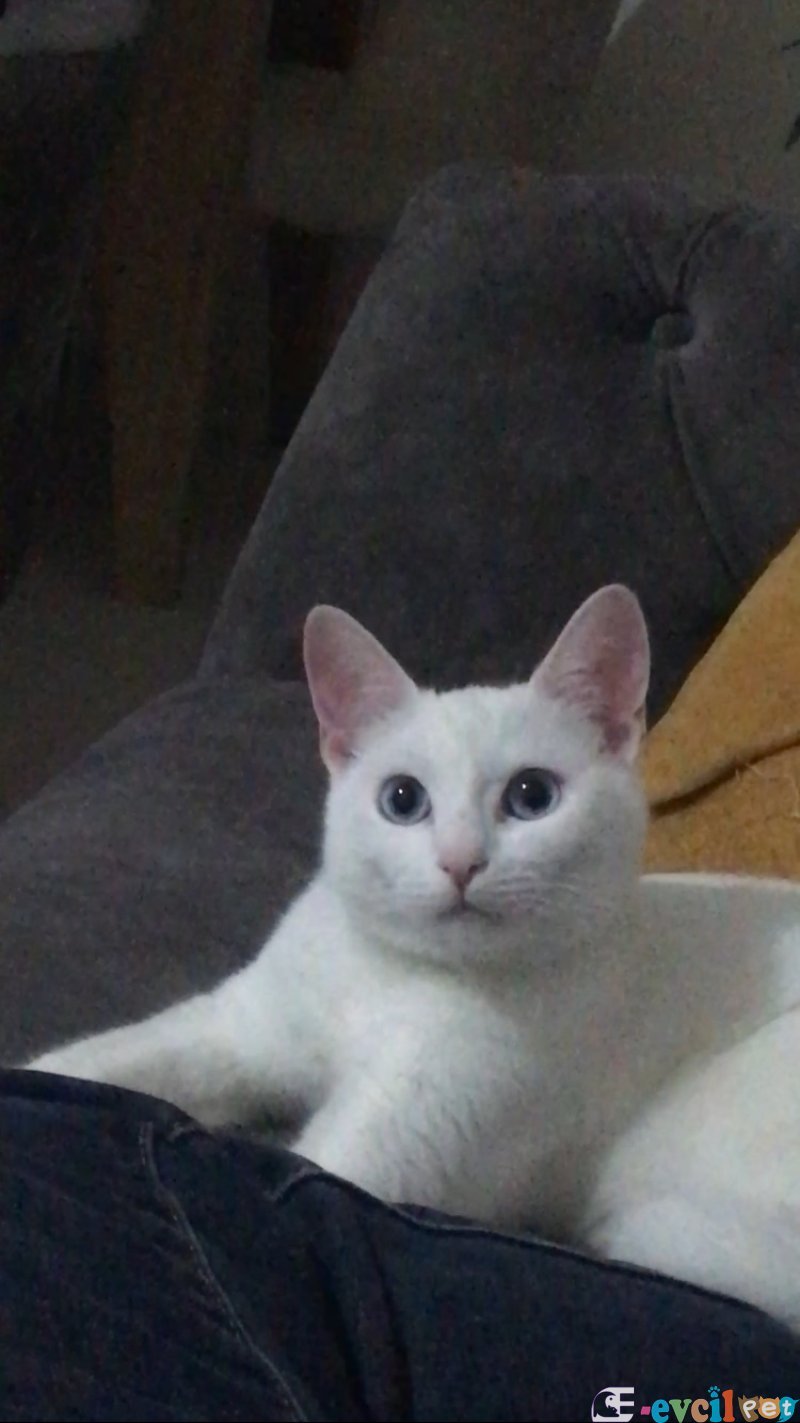 Angora kedisi