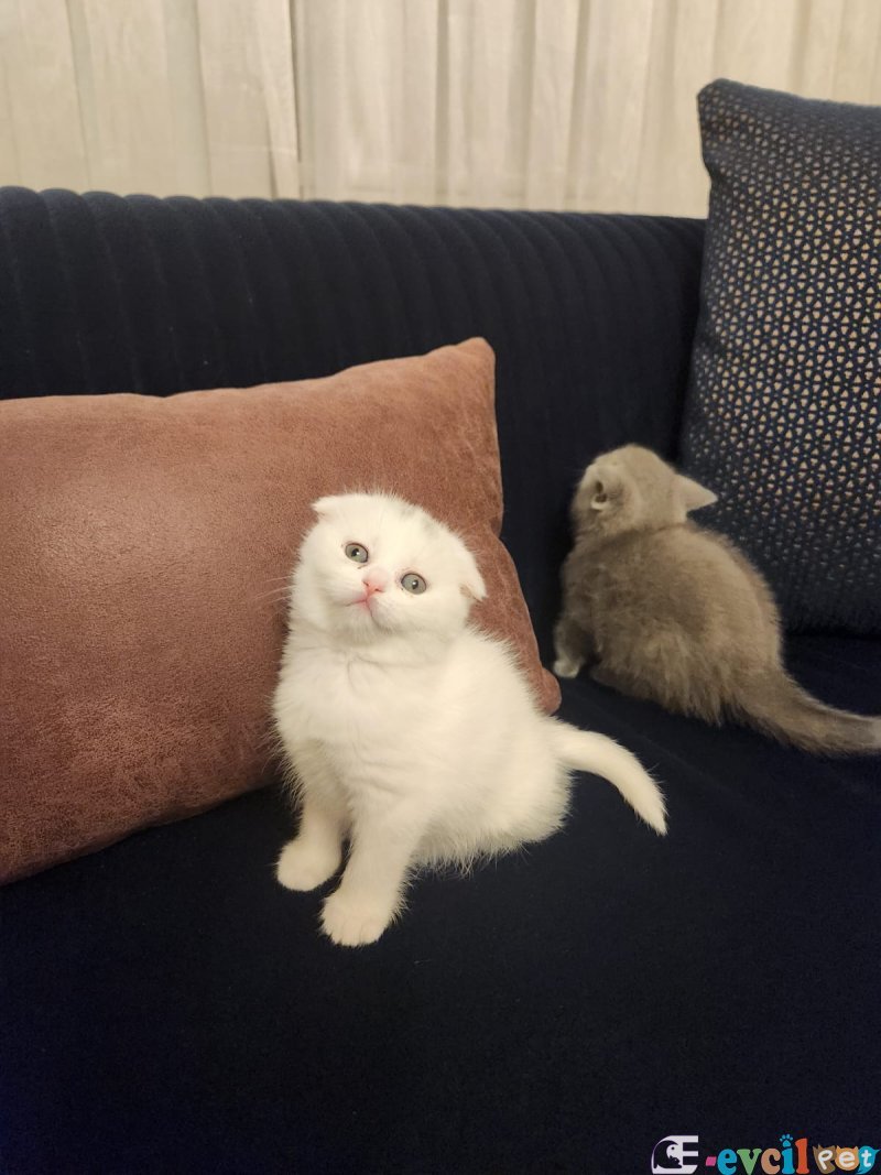 KALİTELİ IRK, SAĞLIKLI YAVRULARIMIZ