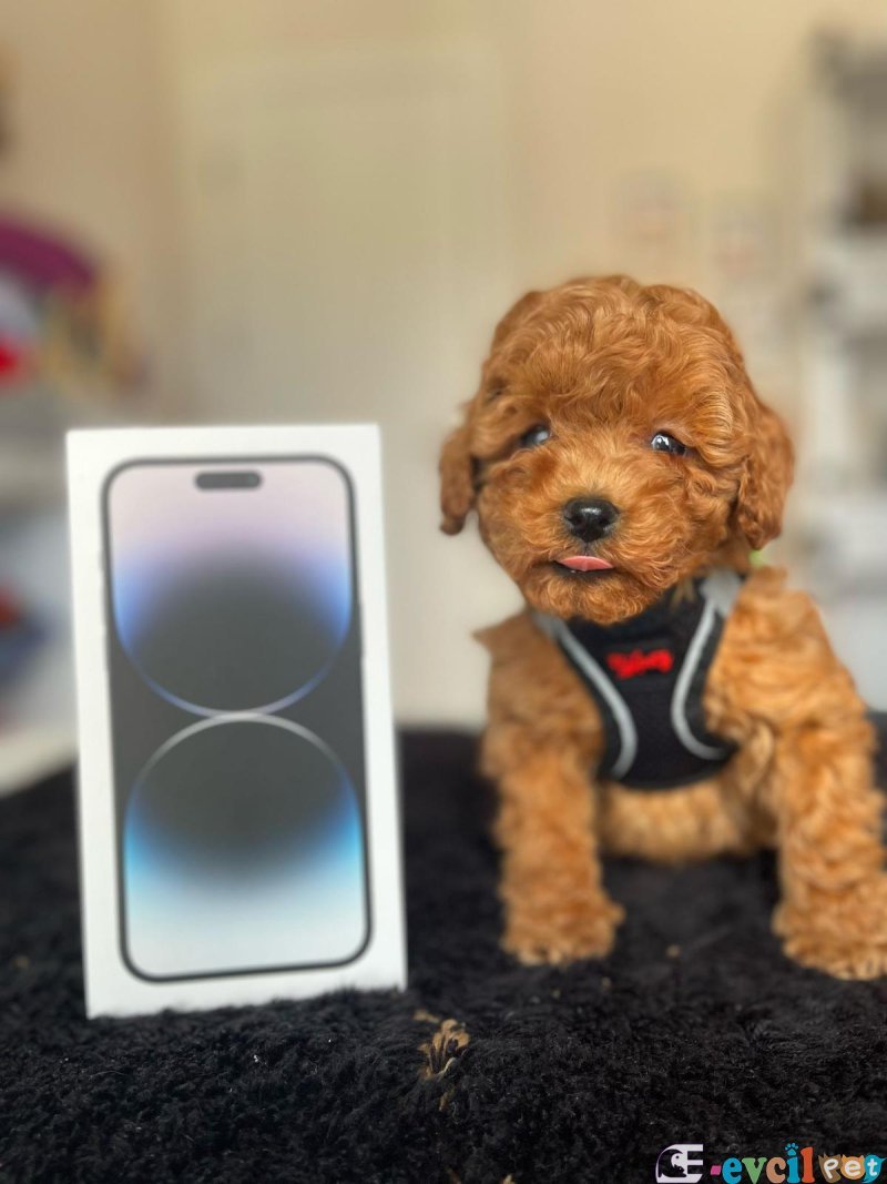 TOOY POODLE YAVRUMUZ 0 TEACUP