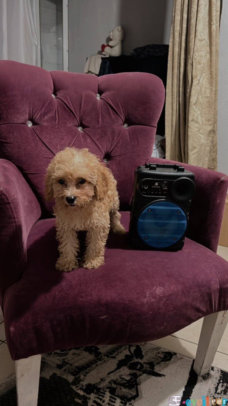 Dişi toy poodle