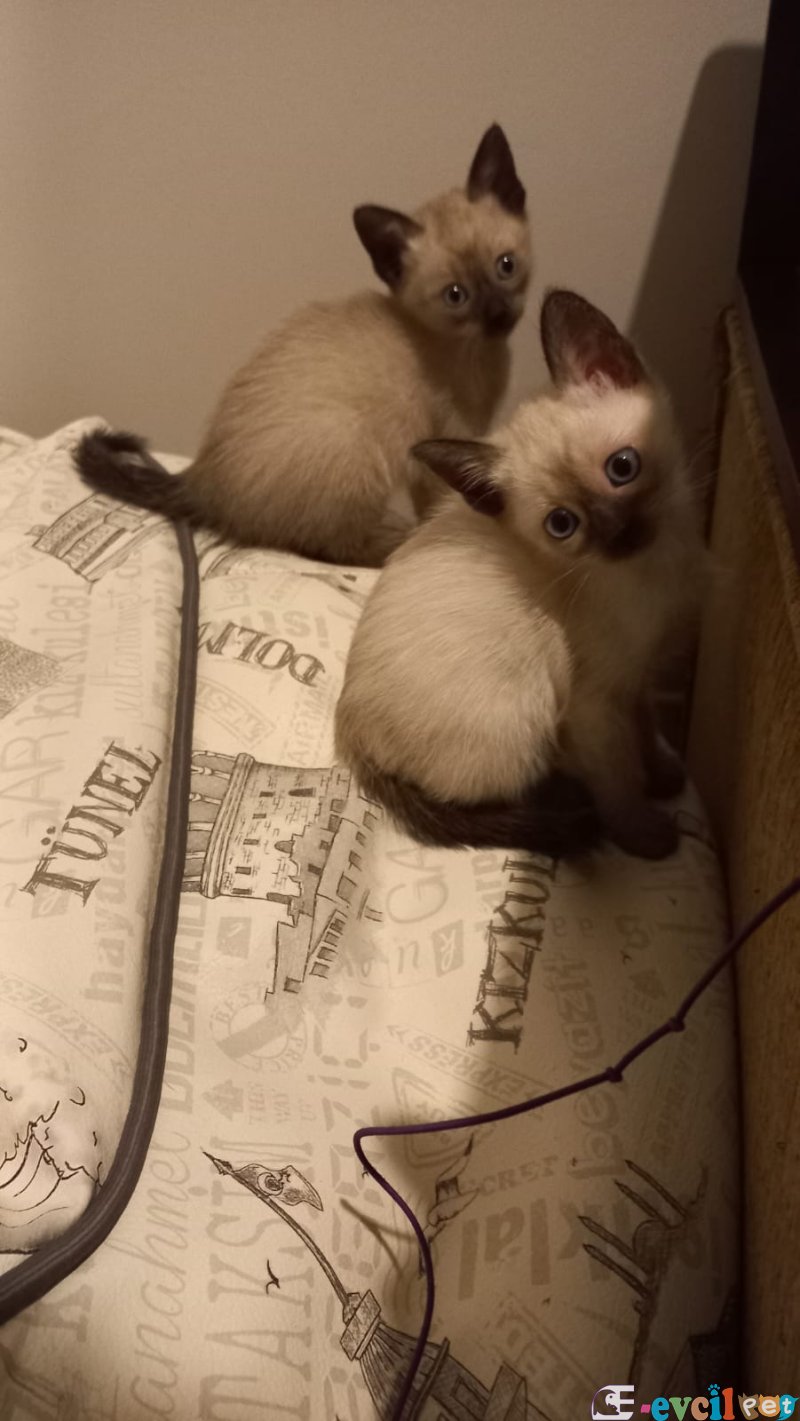 yavrularımızı sahiplendiriyoruz