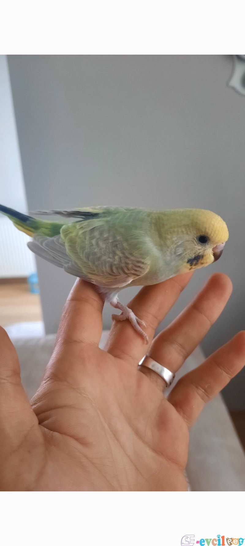 Ele aliskin minik yavrular 30 günlük erkek