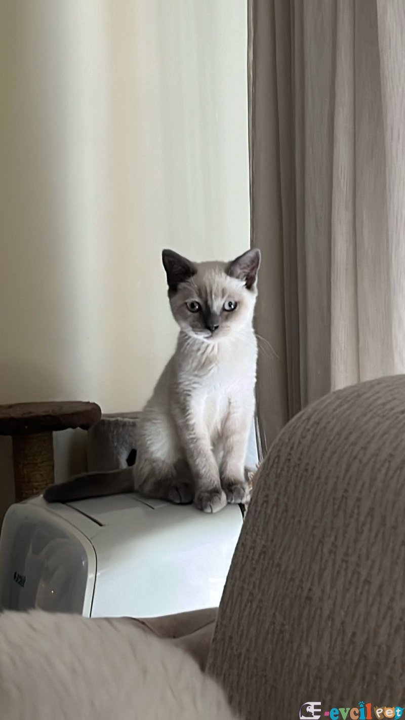 british bluepoint yavru