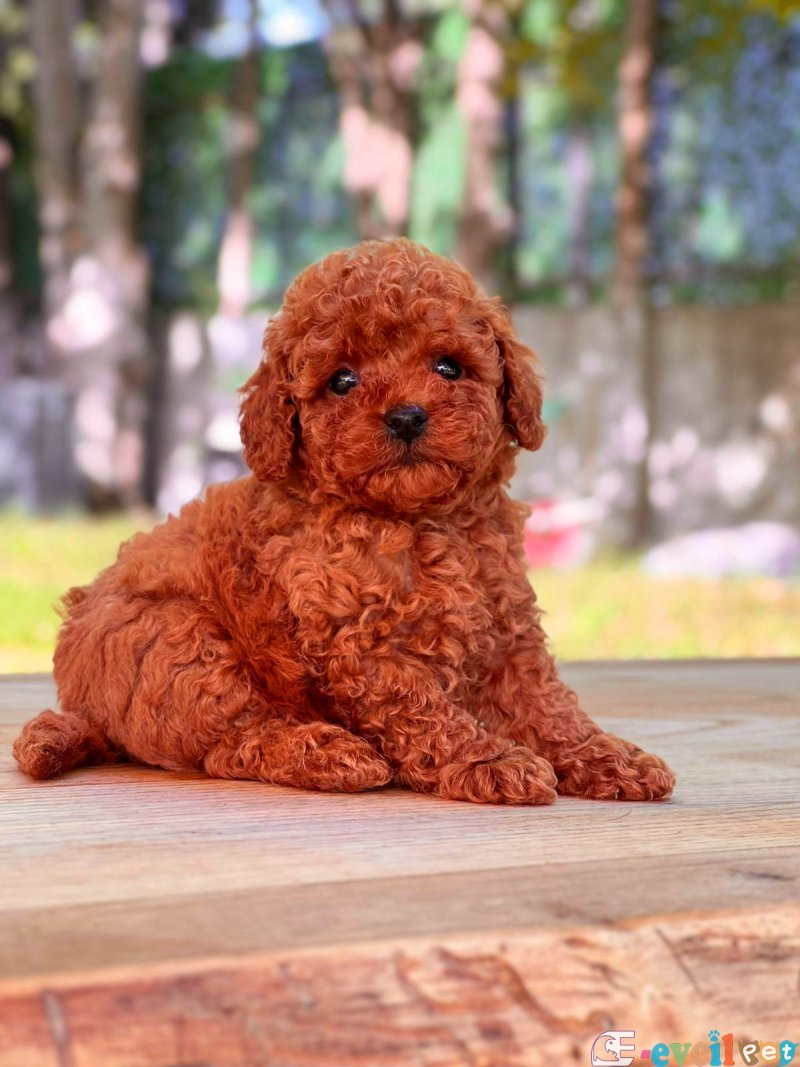 Mini boy puppy kıpkırmızı ev üretimi yavrularımız TOOY POODLE