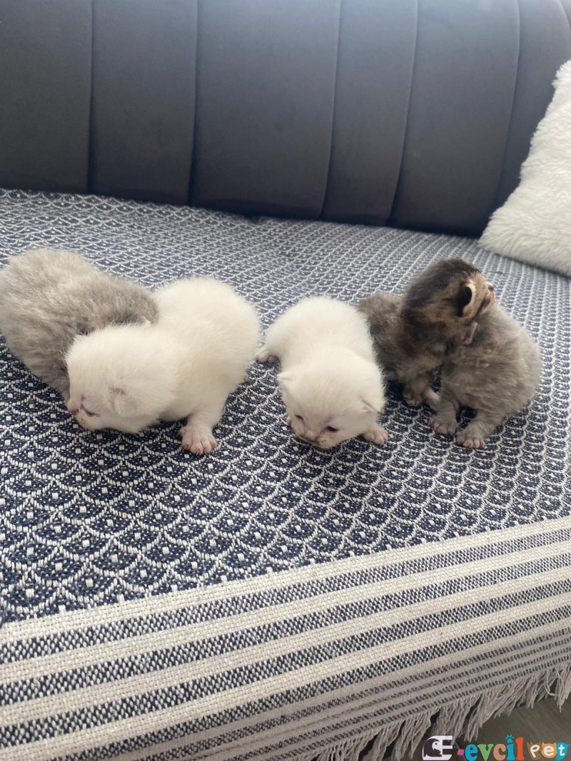 Scottish fold ve blue point yavrularımız
