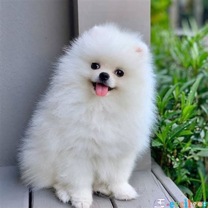 POMERRİAN BOO AYI SURATLI